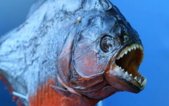 神秘的河流亚马逊流域，里面有多少怪物存在？（亚马逊河怪）