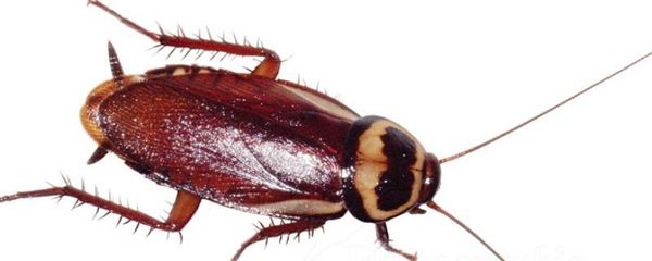 蟑螂能打死吗