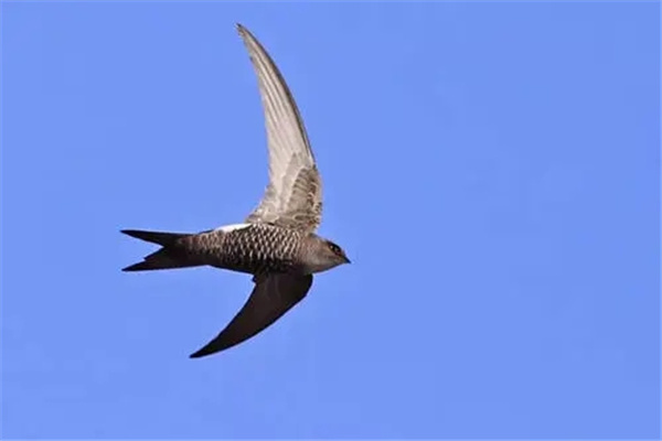 雨燕360体育免费直播NBA全场高清赛事无广告实时观看体验